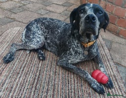 Mixed Breed dogs 💙KOBE-A LOVING GERMAN POINTER LOOKING FOR HOME💙 - Advert 1