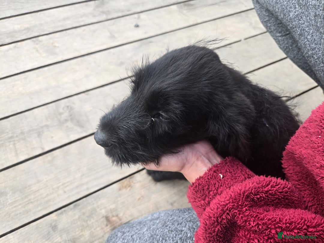 Mixed Breed dogs for sale: Giant Schnauzers x Caucasian shepherd  in Crook - Image 22