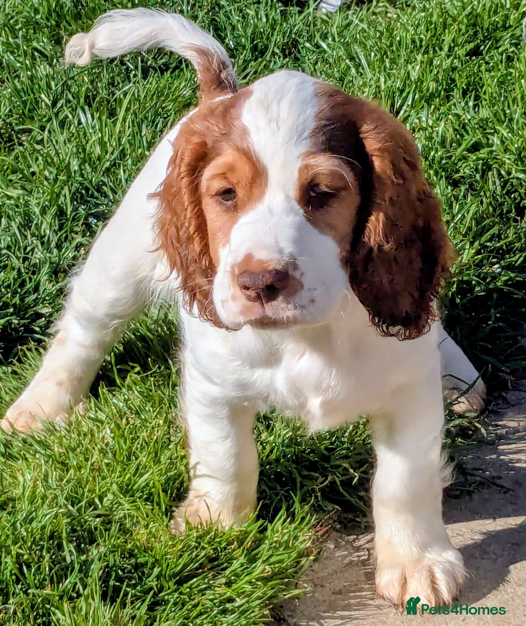Cocker Spaniel dogs Beautiful KC Registered Cocker Spaniels 2 - Advert 1