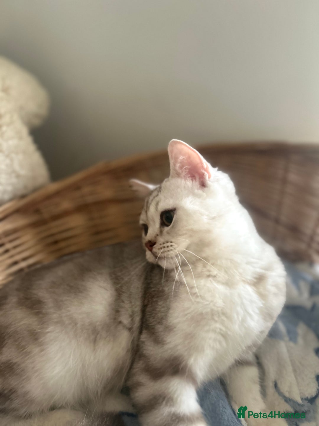 Scottish Fold cats for sale: Beautiful Marble tabby boy  - Image 12