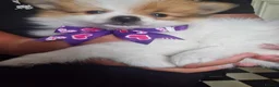 Pomeranian dogs for sale: Pomeranian Purebred(small breed) - Advert 14