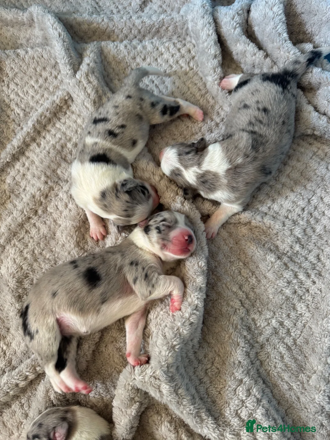 Border Collie dogs for sale: Border collie puppies - Advert 2