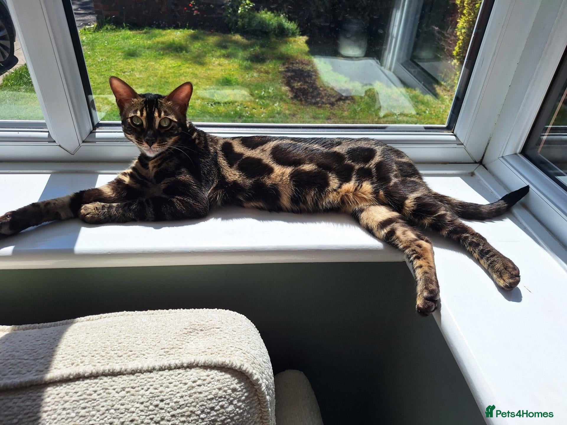 Bengal cats Wild and Luxurious Tica Bengals - Advert 1