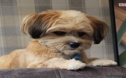 Mixed Breed dogs for sale: Sheranian for sale 1yr old  - Image 2