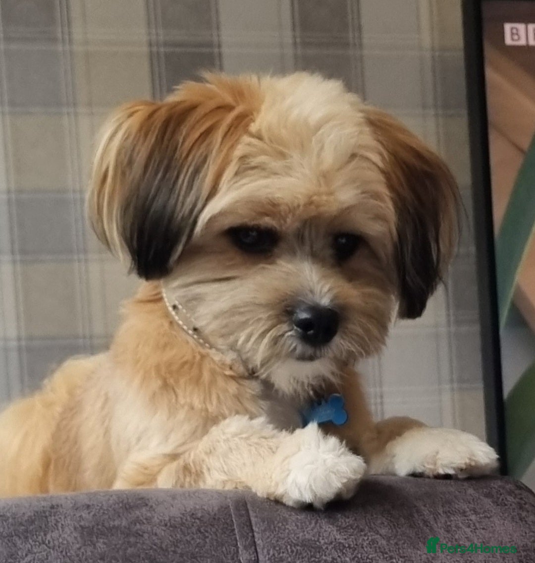 Mixed Breed dogs for sale: Sheranian for sale 1yr old  - Image 2