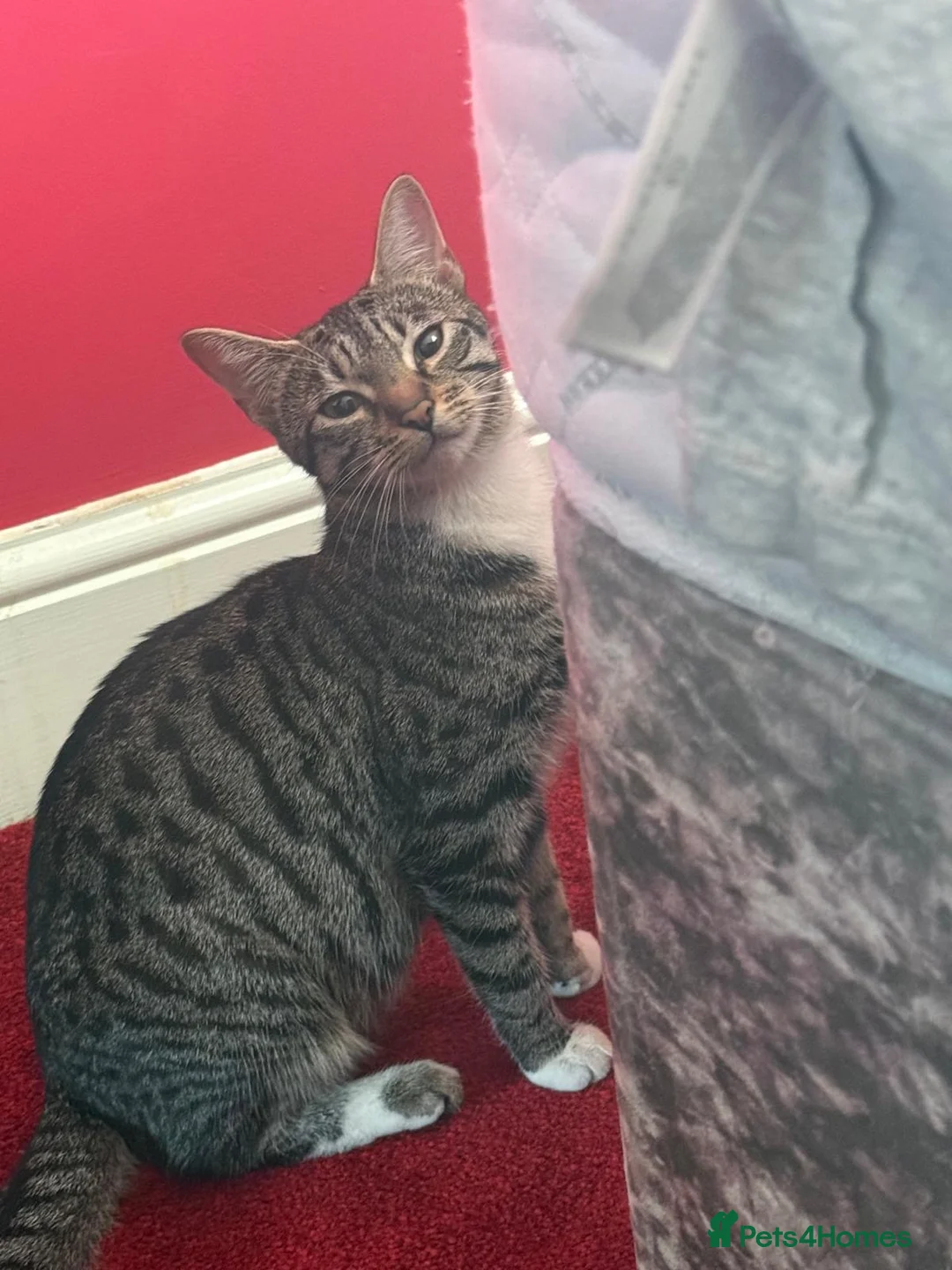 Mixed Breed cats for sale: Kittens in Walsall - Advert 9