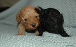 Toy Poodle dogs for sale: Toy Poodle  - Image 6