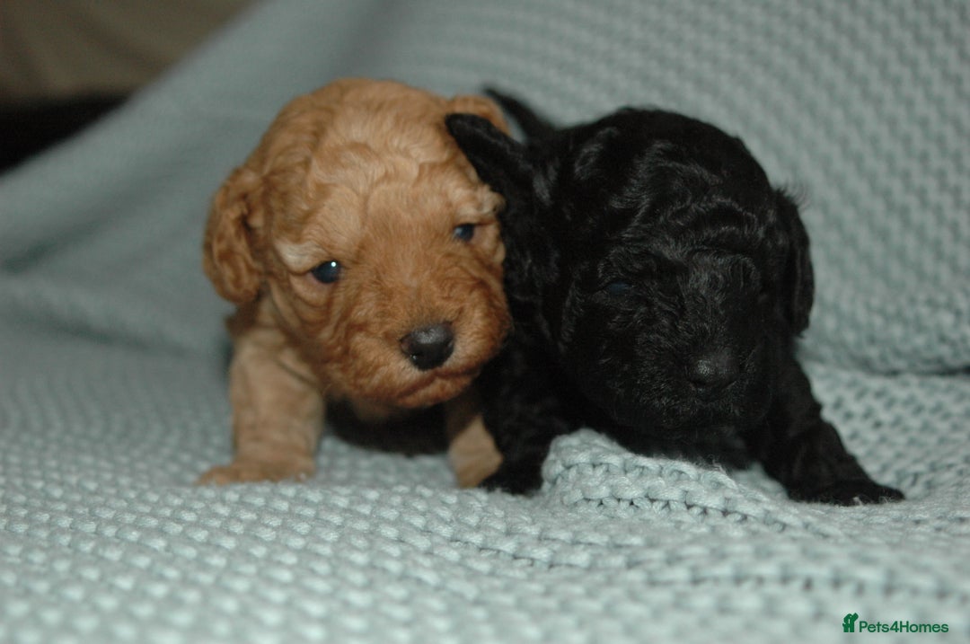Toy Poodle dogs for sale: Toy Poodle  - Image 6