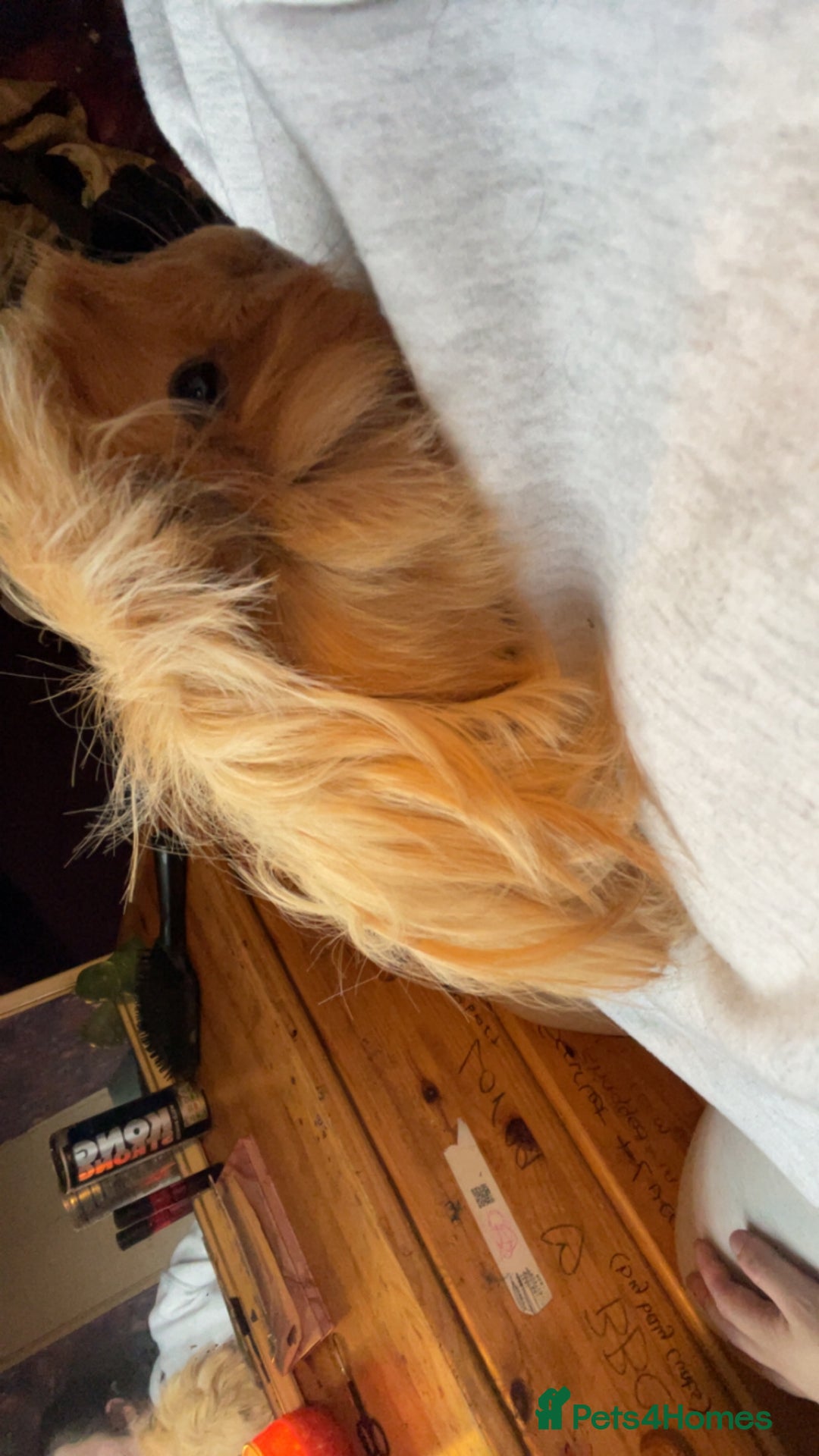 Guinea Pig rodents for sale: Guinea pigs two females  - Advert 2