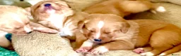 Borador dogs for sale: Fox red Borador puppies  - Advert 22