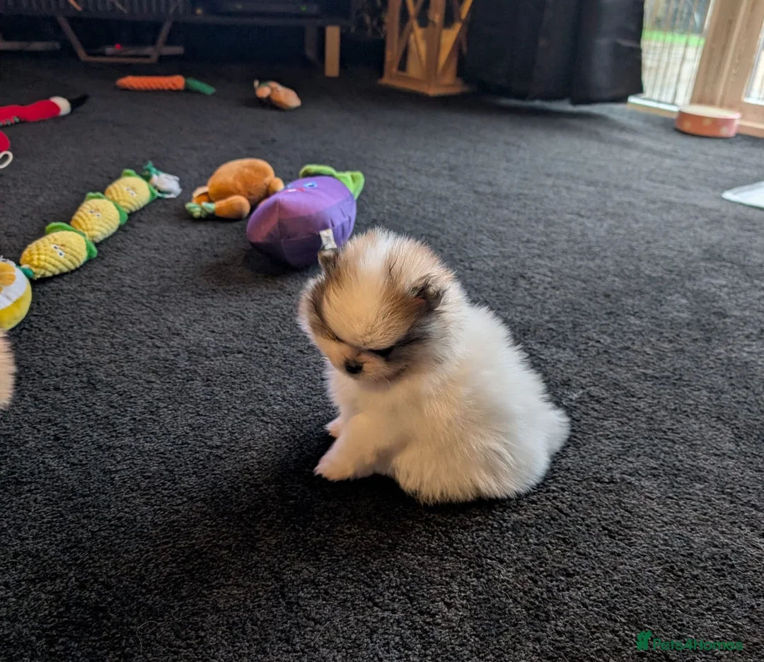 Pomeranian dogs for sale: Stunning Male Pomeranians - Advert 11