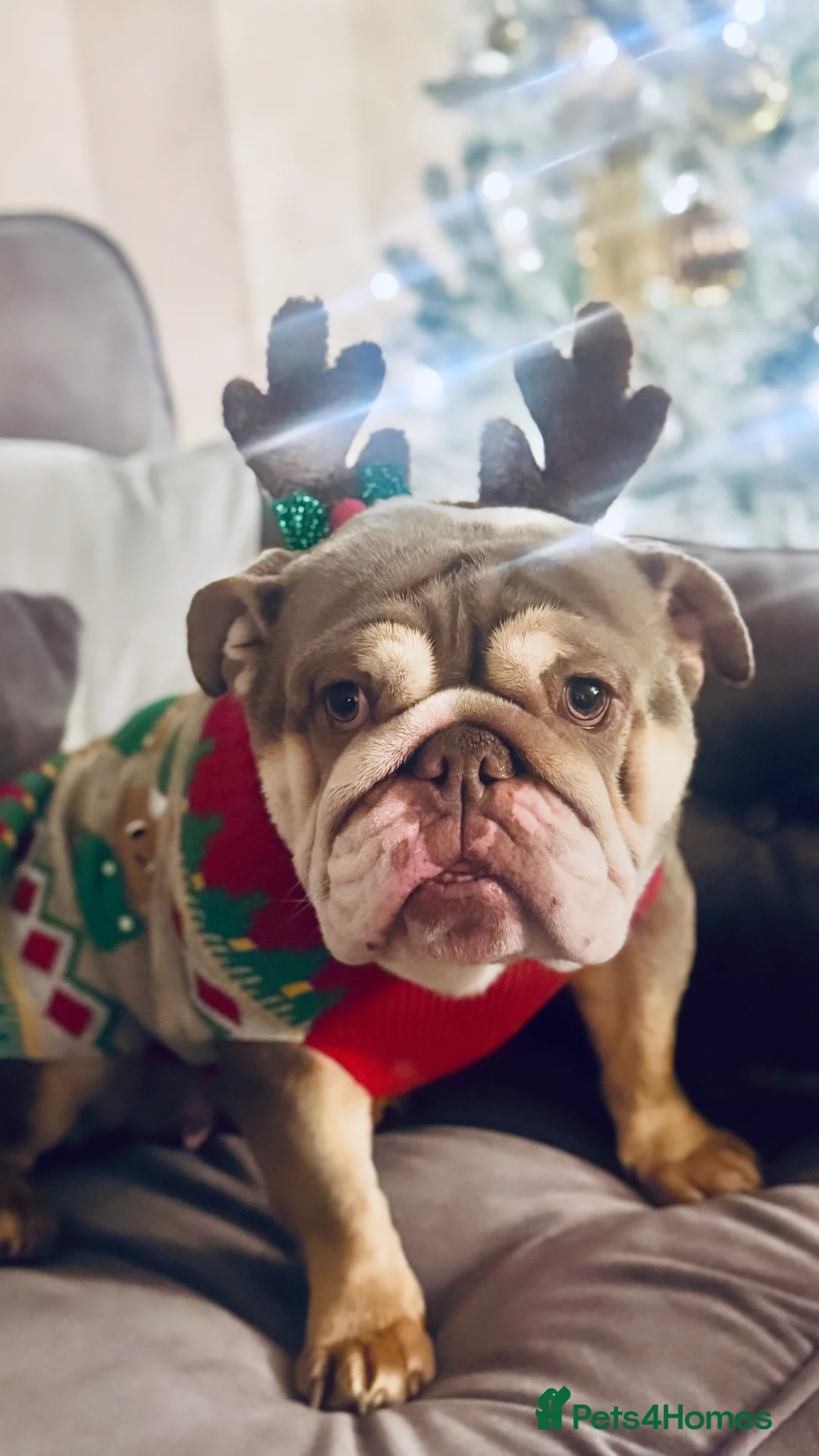 English Bulldog dogs for sale: Stunning girl KC registered bulldog 💕💕💕💕 - Advert 5