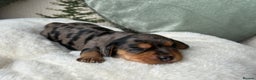 Miniature Dachshund dogs for sale: ✨Stunning kc minature wire haired dachshund✨  - Advert 9