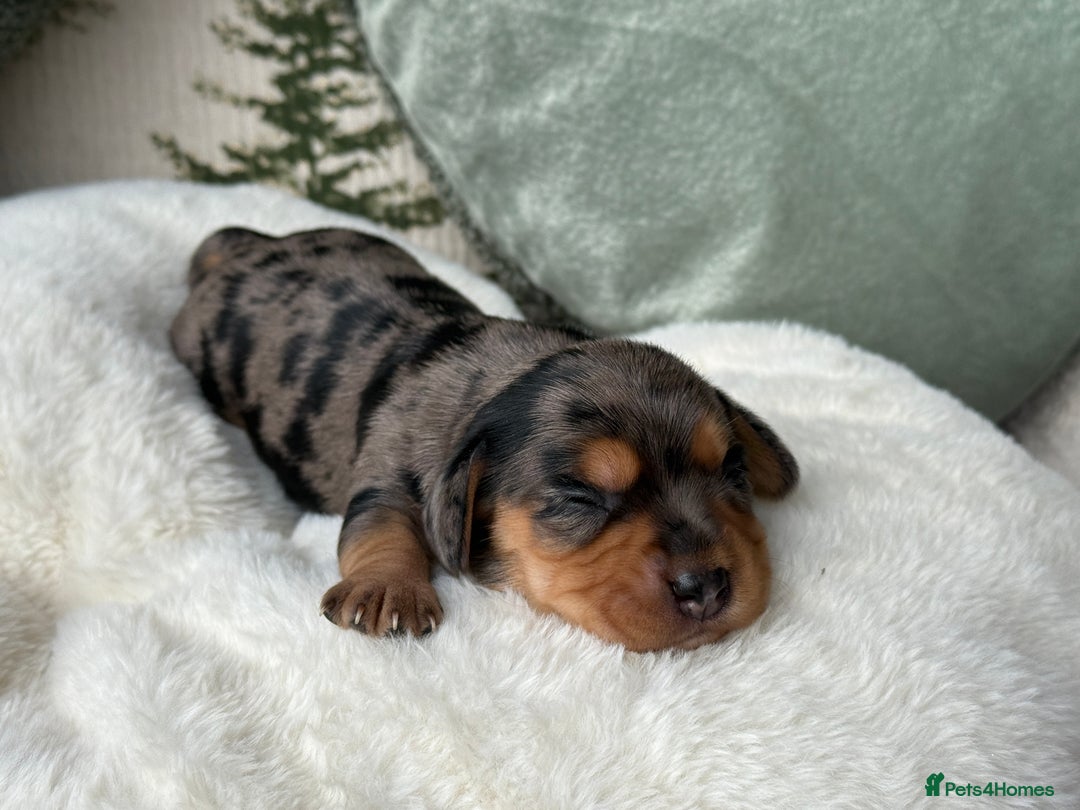 Miniature Dachshund dogs for sale: ✨Stunning kc minature wire haired dachshund✨  - Advert 9