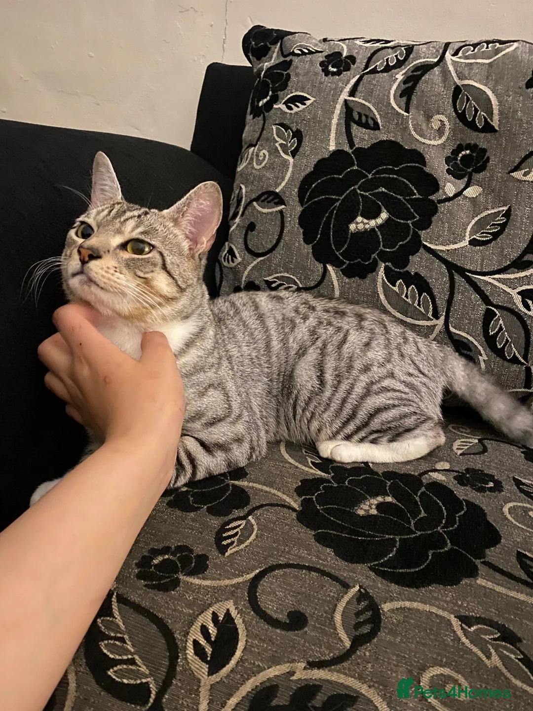 Mixed Breed cats for sale: 5 beautiful cats looking for their forever home ❤️ - Advert 8