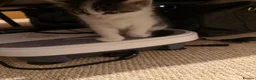 Mixed Breed cats for sale: Beautiful babies in Moreton-in-Marsh - Advert 1