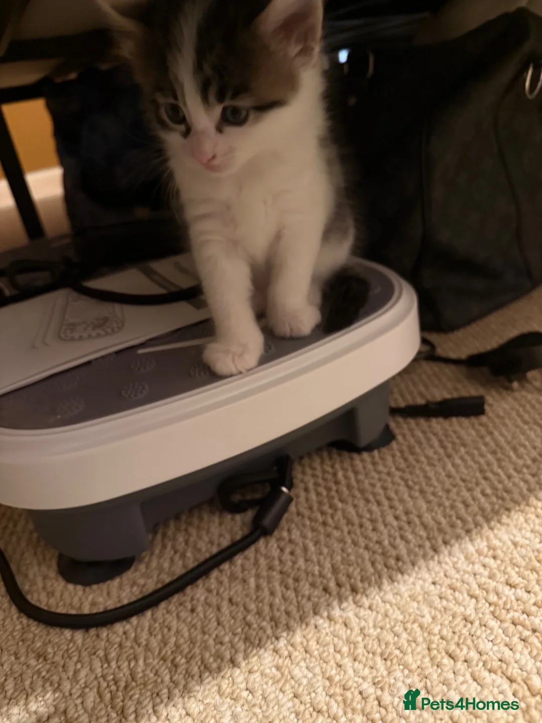 Mixed Breed cats for sale: Beautiful babies in Moreton-in-Marsh - Advert 1