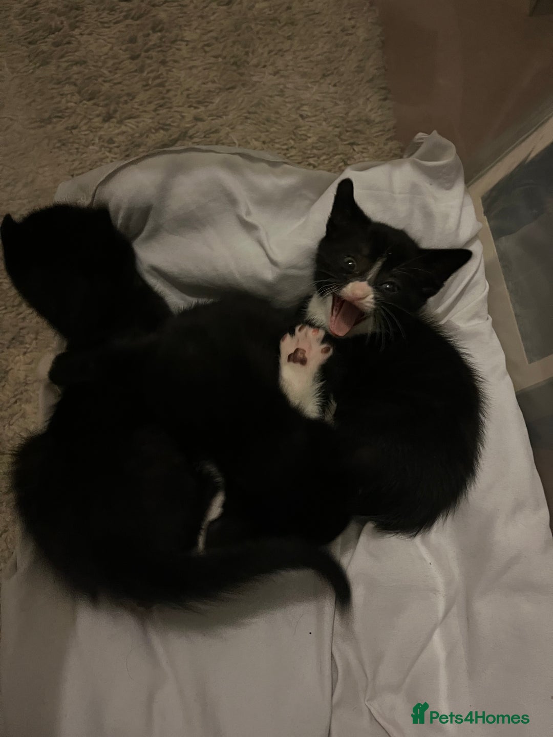 Mixed Breed cats for sale: Kittens for sale  - Advert 6