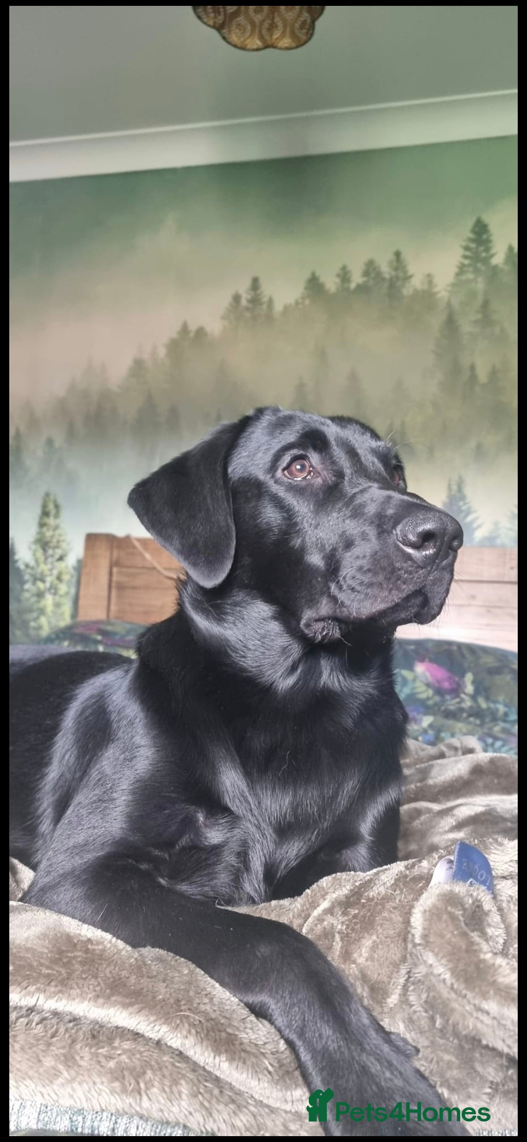 Labrador Retriever dogs for sale: Beautiful Labradors. Ready to go! - Advert 30
