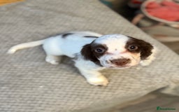 Cocker Spaniel dogs for sale: Four beautiful *working* cocker spaniel puppies - Advert 9