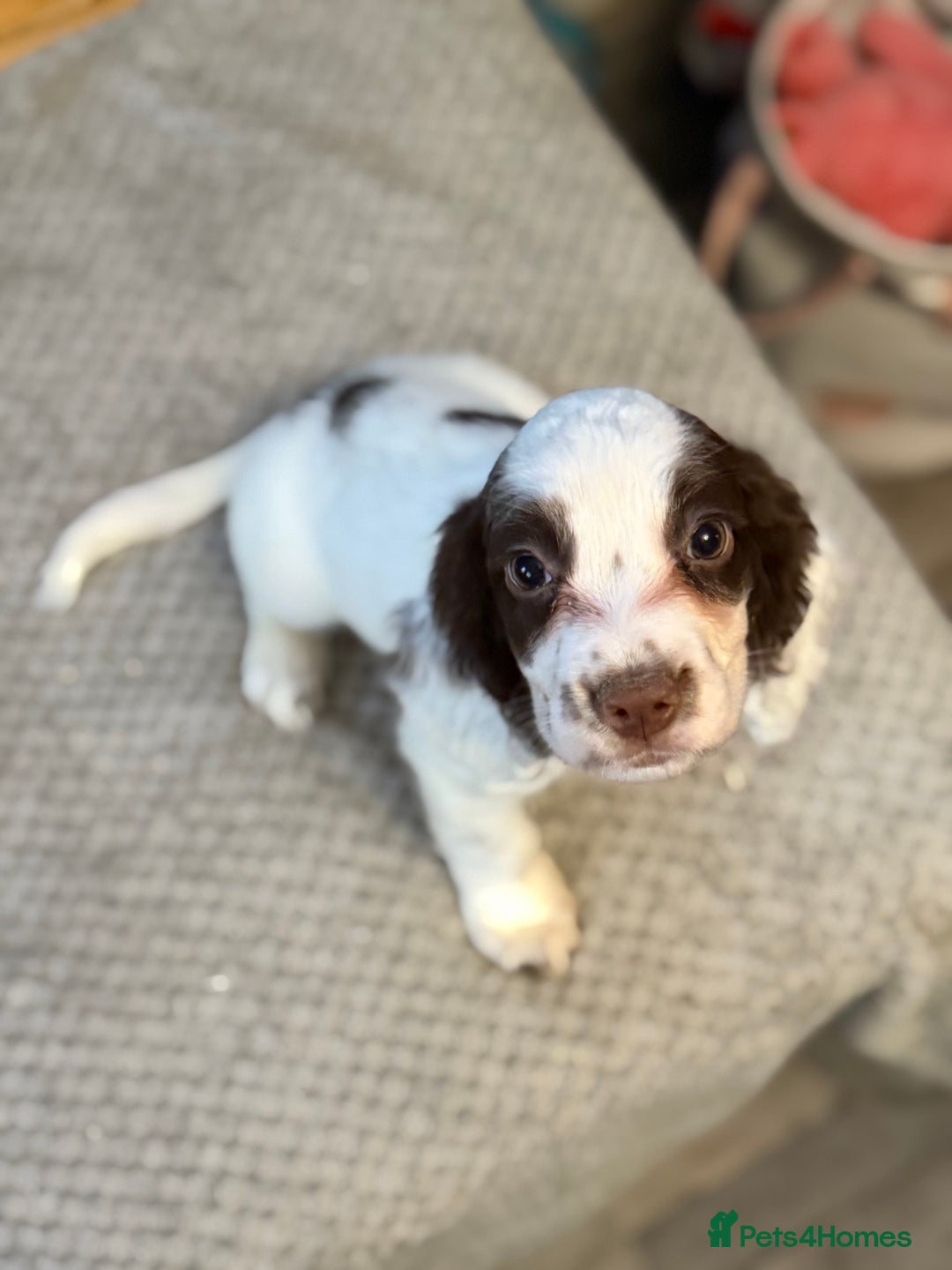 Cocker Spaniel dogs for sale: Four beautiful *working* cocker spaniel puppies - Advert 9