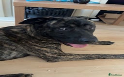 Mixed Breed dogs for sale: Clyde-urgent rehome - Image 3