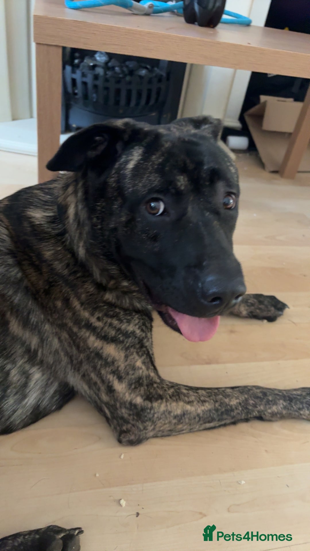 Mixed Breed dogs for sale: Clyde-urgent rehome - Image 3
