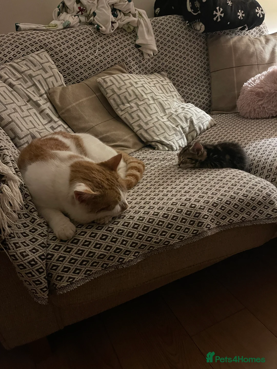 British Shorthair cats for sale: Male cat  in Bourne End - Advert 4