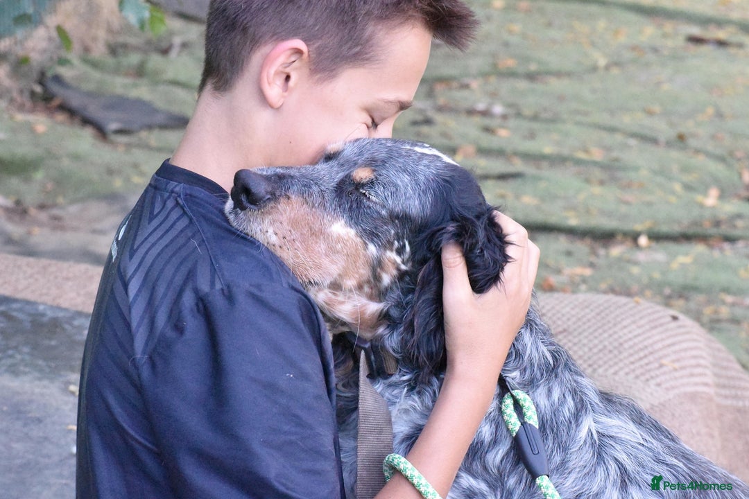 English Setter dogs for adoption: Hasgar - Image 7
