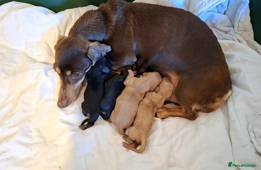 Dachshund dogs for sale: Stunning Long Coat Miniature Dachshund - Advert 2