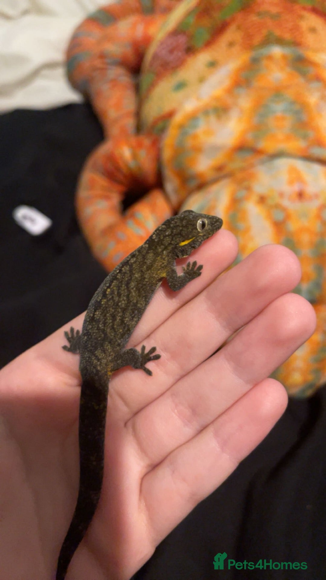 Gecko reptiles male chameleon gecko! - Advert 1