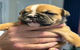 English Bulldog dogs for sale: English Bulldog puppies for sale KC registered  - Image 27