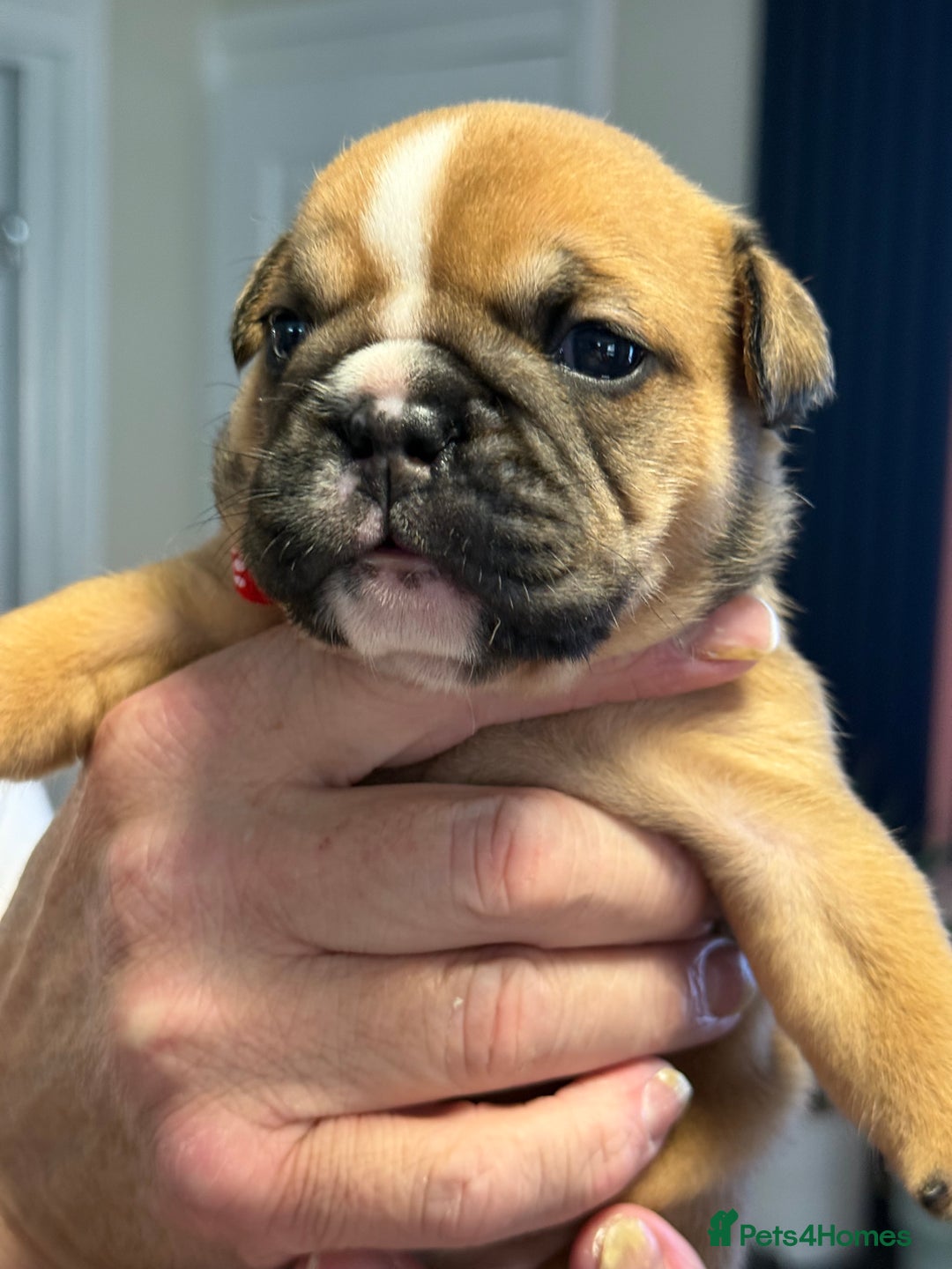 English Bulldog dogs for sale: English Bulldog puppies for sale KC registered  - Image 27