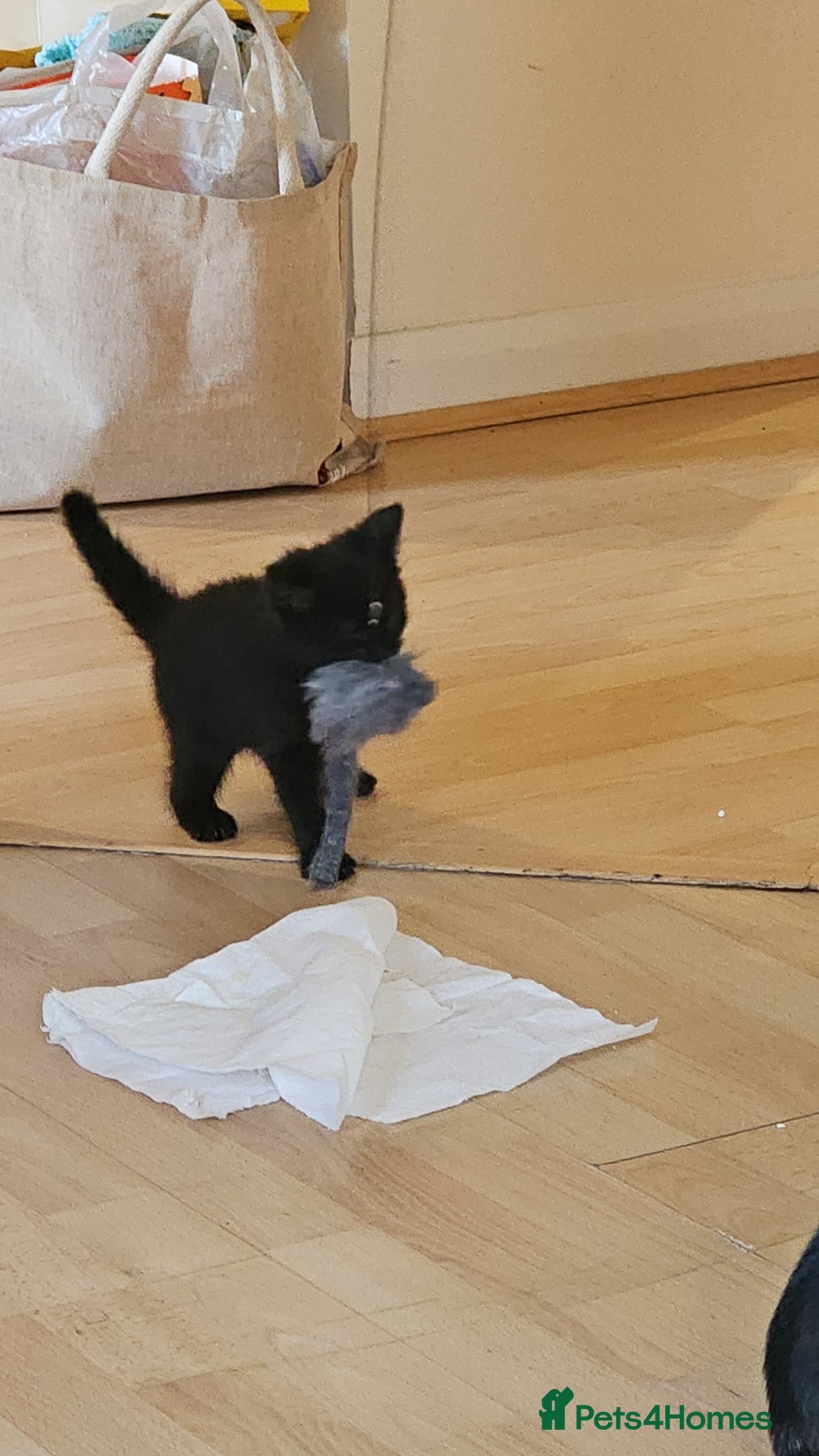 Ragdoll cats Black ragdoll kitty - Advert 2