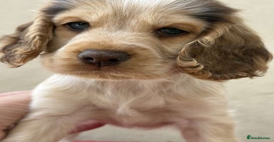 Cocker Spaniel dogs - Advert 1