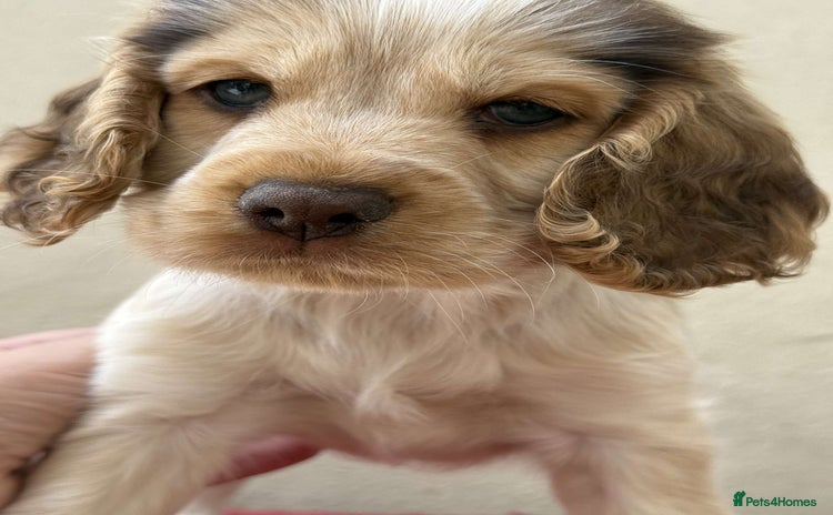 Cocker Spaniel dogs - Advert 1
