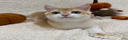 British Shorthair cats for sale: 🧡Exceptional pedigree golden BSH🧡 - Advert 12