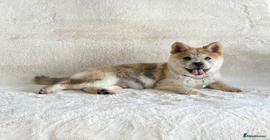 Chow Chow dogs - Advert 2