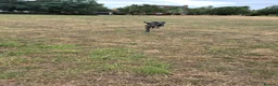 Great Dane dogs for sale: Rehoming our beautiful silver girl - Advert 4