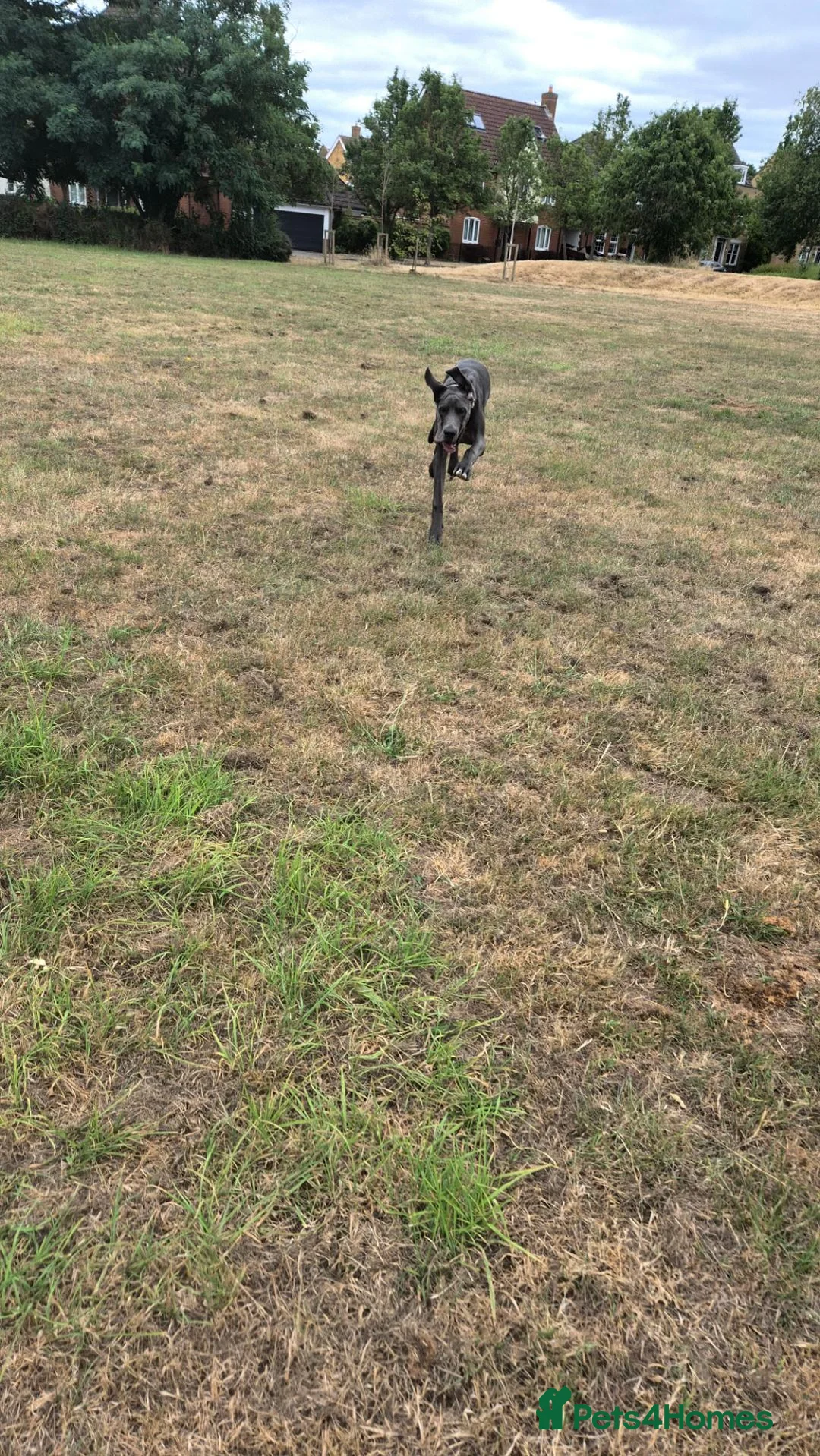 Great Dane dogs for sale: Rehoming our beautiful silver girl - Advert 4