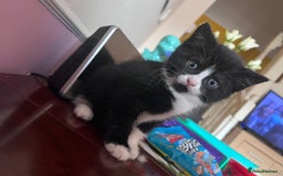 Mixed Breed cats for sale: Got 4 kittens looking for them home  - Image 1
