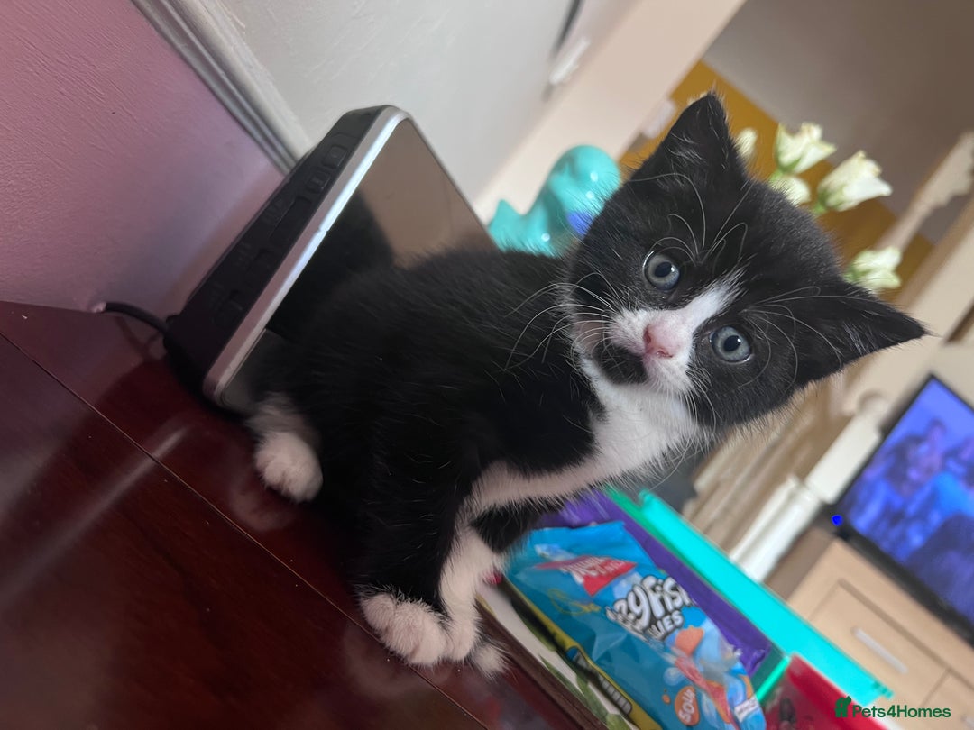 Mixed Breed cats for sale: Got 4 kittens looking for them home  - Image 1