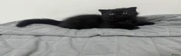 Scottish Fold cats for sale: Persian/Scottish fold  - Advert 11