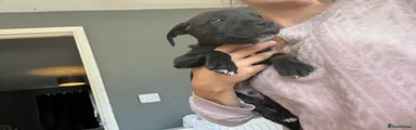 Mixed Breed 1
