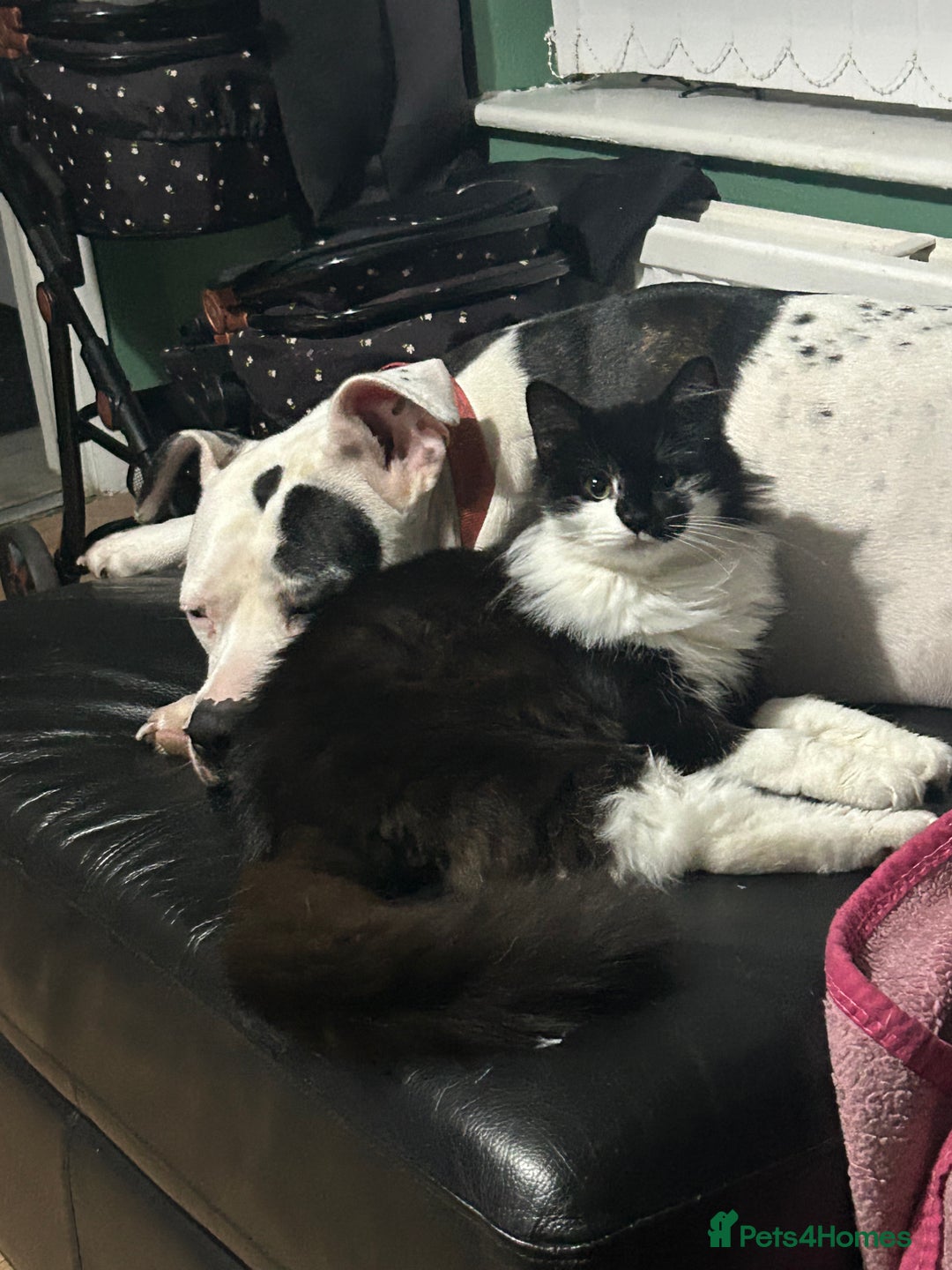 Mixed Breed cats for sale: Munchkin and Mickey to be rehoused together  - Advert 1