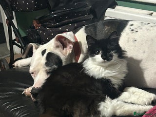 Mixed Breed cats Mucking and Mickey to be rehoused together - Advert 1