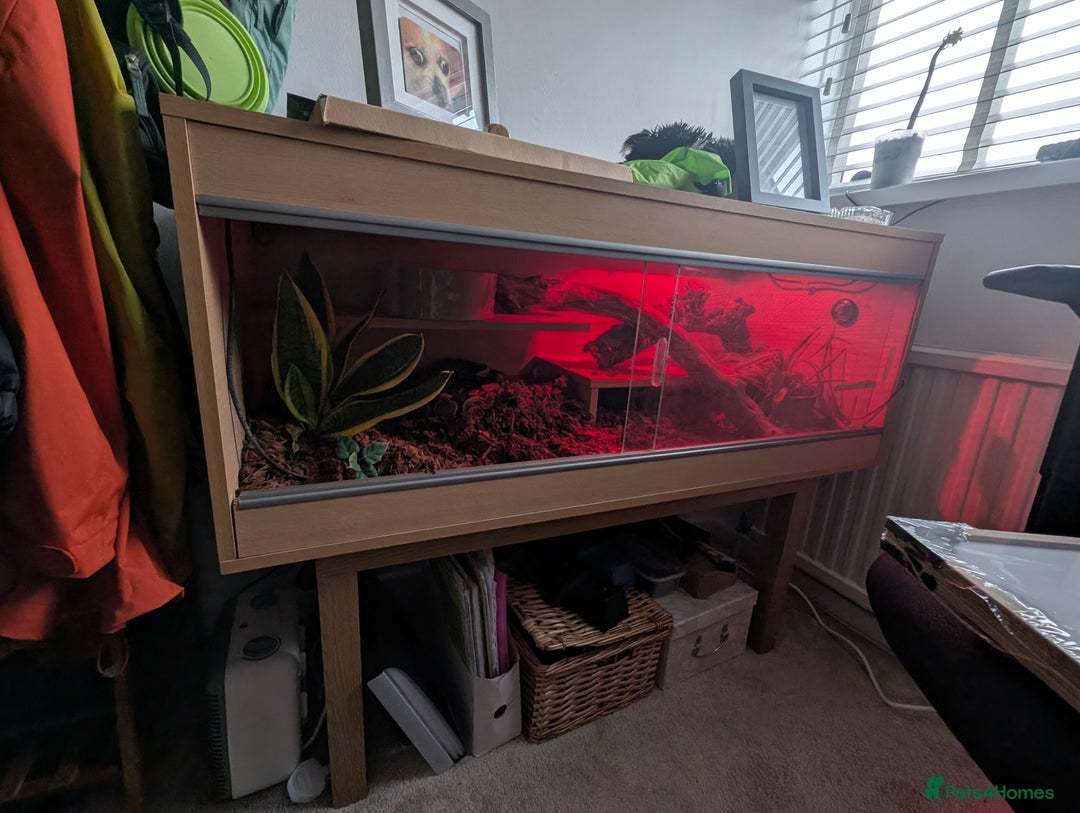 Python Snake reptiles for sale: Boris - Ball Python - Advert 4