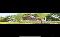 Welsh Section B horses for sale: 🎀Bunbury Zianna aka Annie 🎀 - Image 18
