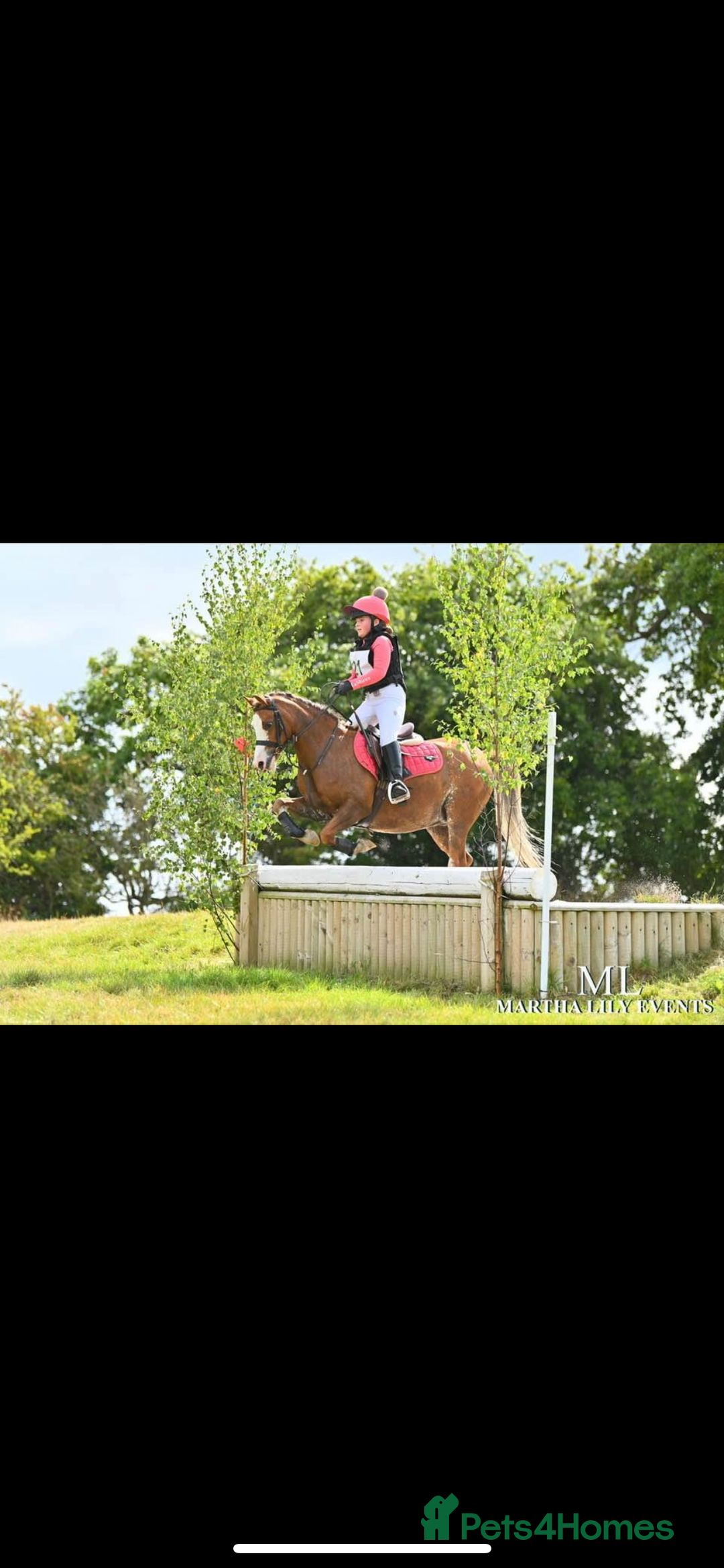 Welsh Section B horses for sale: 🎀Bunbury Zianna aka Annie 🎀 - Image 18