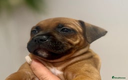 Staffordshire Bull Terrier dogs for sale: Red Staffordshire bull terrier puppies ❤️🐾 - Image 20